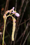 Tracy's sundew